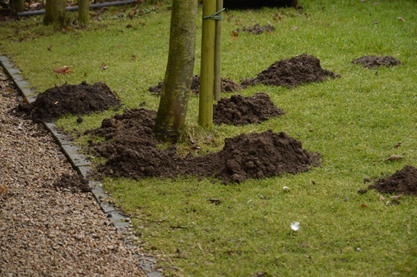 gazonschade door mol met molshopen en verzakte grasmat